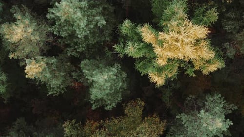 Top Down Aerial Autumn Forest Fall Woodland