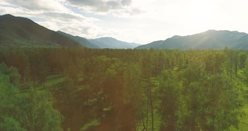 Aerial View Low Flight Above Evergreen Pine Tree Landscape with Endless Mountain Forest at Sunny