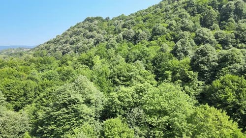 aerial forest nature