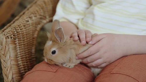 Child Comforts Pet Rabbit in Gentle Moment