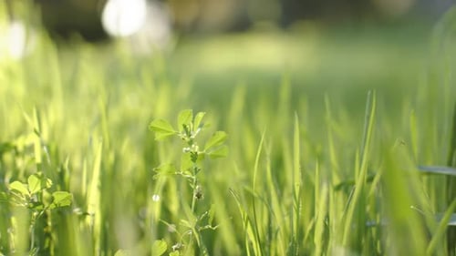 Grass blades and broadleaf weed are swaying under warm sun when breeze starts glinting dew droplets