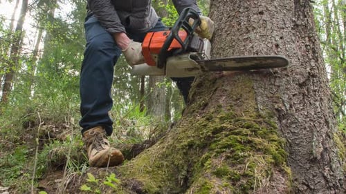Tree Felling Process
