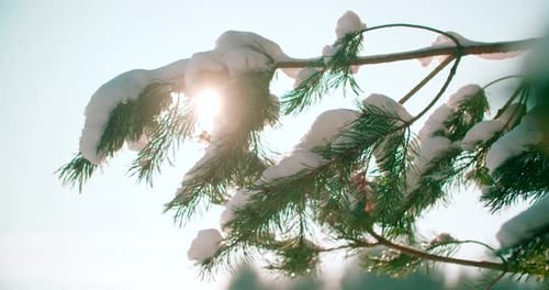 Close-up of snow-covered pine branches in winter. Sunlight lens flare.