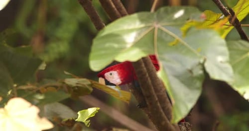 Leuchtendes Scharlachrot ruht auf einem Ast, umrahmt vom üppigen Grün des Amazonas-Regenwaldes.