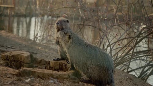 Nutria Playtime auf der Farm: Lustige Momente am Wasser