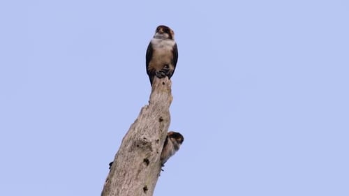 Two Birds of Prey Perched on Branch