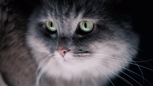 Portrait of an adorable cat on an isolated black background. Close-up of a cat's head. Sitting and l