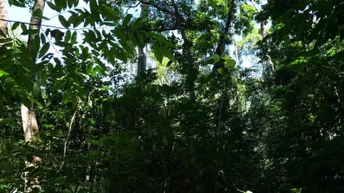 Tropischer Wald in wunderschöner Naturlandschaft. Üppiger immergrüner Dschungel mit dichtem Regenwald