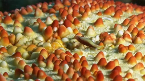 Elusive starfish shrimp carefully crawling on a seastar to keep safe by not attracting attention.