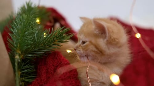Adorable Kitten with Christmas Lights and Pine Branch