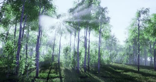 Sunlight Filters Through Lush Trees in a Tranquil Forest Setting