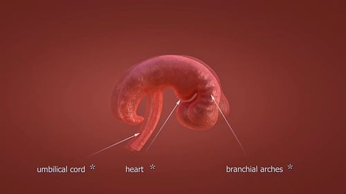 Proceso de desarrollo prenatal