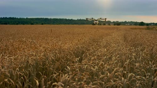 Drone Spraying A Wheat Field
