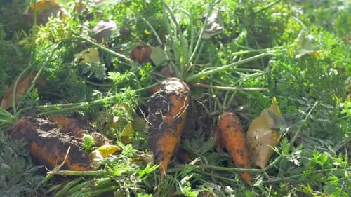 Pile of Ripe Carrots is Seen Lying in Field