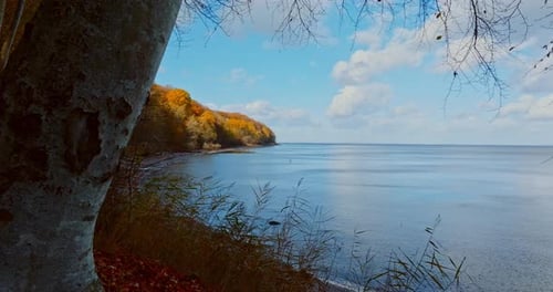 Lush Forest In Warm Fall Colors Across A Calm Sea