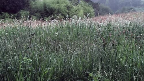 Verdant Serenity: Rain-Kissed Wild Grassland