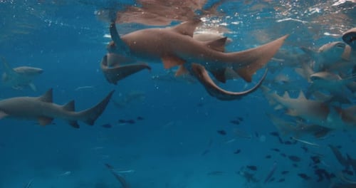 Close Up View of Sharks with Tropical Fishes Underwater in Transparent Blue Sea Slow Motion