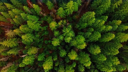 Circling above the tops of bright green tops of pine trees. Drone footage above the forest