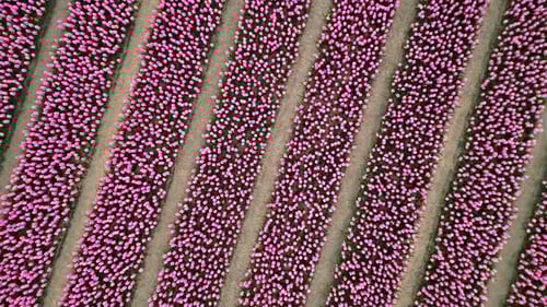 Drone Captures Mesmerizing View of Pink Tulip Rows Ascending and Rotating