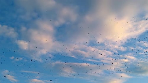 Flock of Birds Flying Through Cloudy Blue Sky