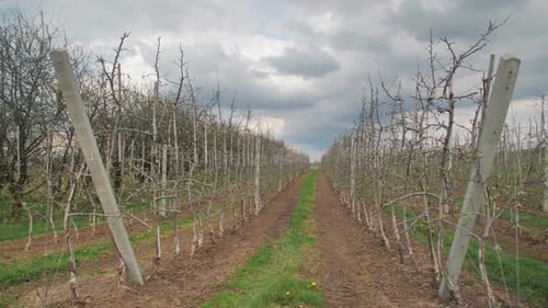 Large Plantation of Young Apple Trees in Cloudy Spring Weather