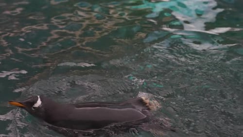 Gentle Penguin Swims Gracefully in Aquarium Water Enjoying a Tranquil Moment