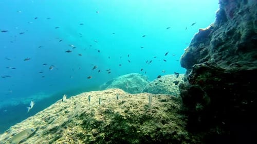 Poissons divers et colorés de la mer sous-marine, aquarium réel, natation, POV,
