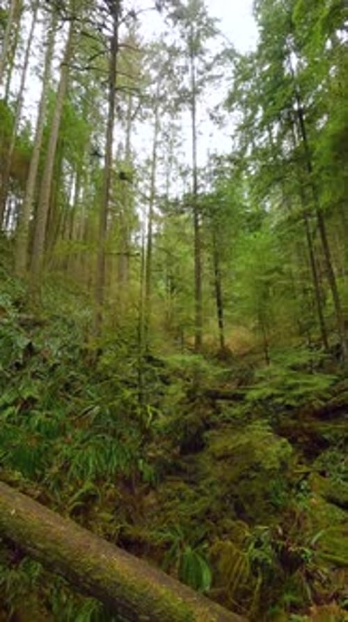 Smooth Flight Between the Trees Close to Branches in a Fabulous Spring Forest