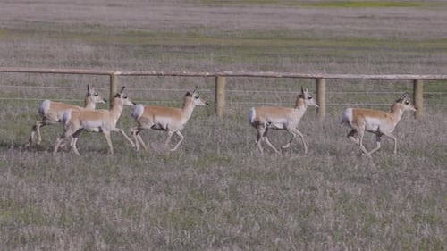 Antelope on a Green Grass Field During Sunny Day