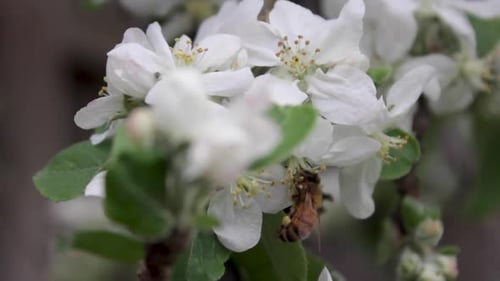 Apple tree branch blowing in the wind while a bee pollinates the flowers.