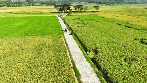 Aerial View of Rice Fields Ready to Harvest in Geblek Menoreh, Indonesia