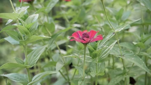 Wild Tropical Forest Pink Flower