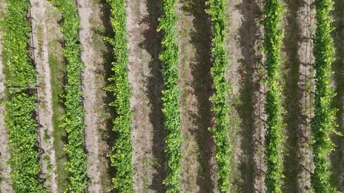 Aerial View of Lush Vineyard Rows During Golden Hour Scenic Landscape and Agriculture Patterns