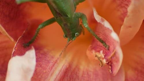 A close-up top shot of a green great grasshopper sitting on an orange blossoming flower.