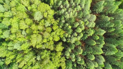 Aerial Over the Treetops of Evergreen Coniferous Green Forest on a Bright Sunny Day Beauty in Nature