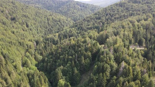 Top Down View of Pine Wood in the Spanish Mountains - Panning Shot