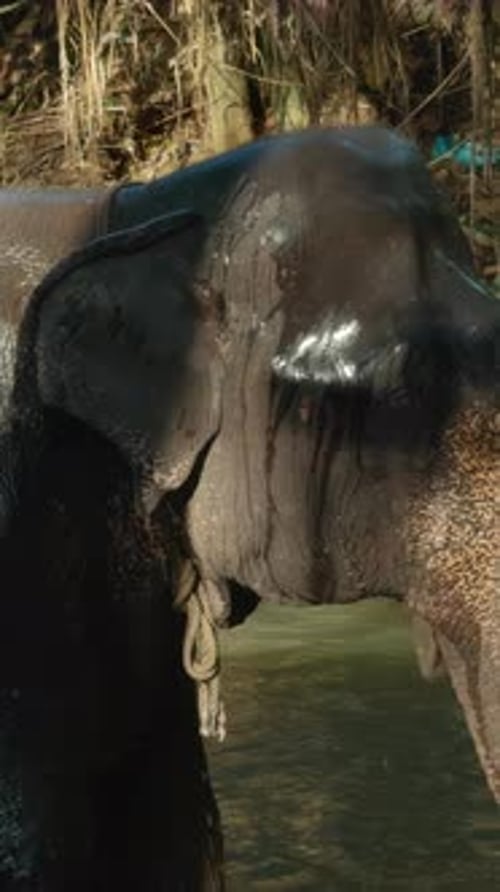 Elephant Swims in River in Jungle Action Baby Elephant Sprays Himself with Water with Trunk in River