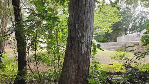 Vegetation covering archaeological remains by time