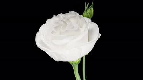 Beautiful White Eustoma Russellianum (Lisianthus) Flower on a Black Background Close Up