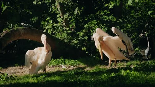 Pair of Pelicans Standing on Grass in Shaded Forest Habitat with Sunlight