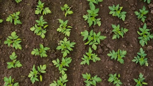 Seedlings of Tomatoes Grow in the Garden
