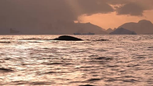 Humpback Whale Diving Tail View Ocean Wildlife