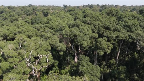 Aerial view of native Palo Rosa (Rosewood) tree, endangered species in Argentina