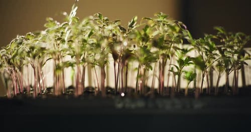 Closeup of Watering Small Tomato Seedlings