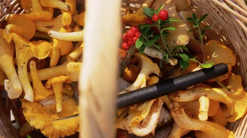 Foraged Chanterelle Mushrooms in a Woven Basket