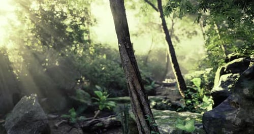 Sunlight Filters Through Dense Trees in a Tranquil Forest Setting