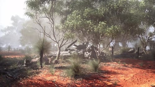 Dirt Field With Trees and Rocks in the Background