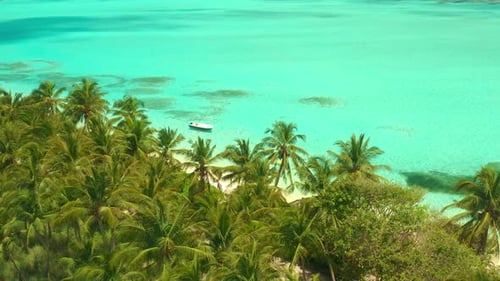 Aerial View Over Tall Palm Trees of Tropical Island Coastline with White Exotic Beach and Turquoise