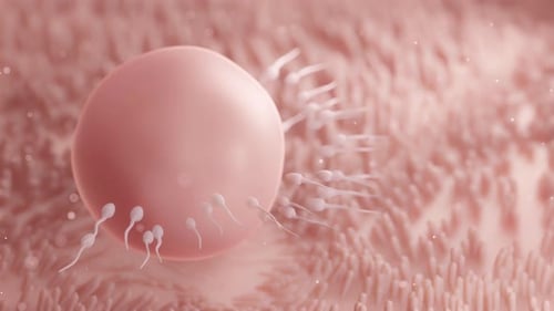 3D Animation of Sperm Cells Fertilizing an Egg Cell