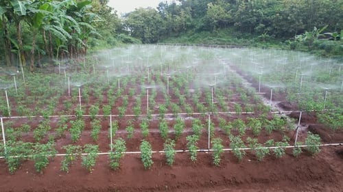 IoT farming, automated watering, sensor technology, digital agriculture.